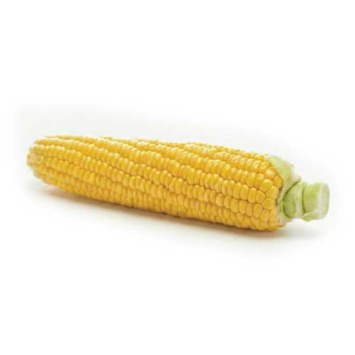 Sweet Corn